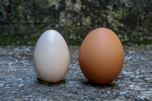 huevo blanco y huevo moreno