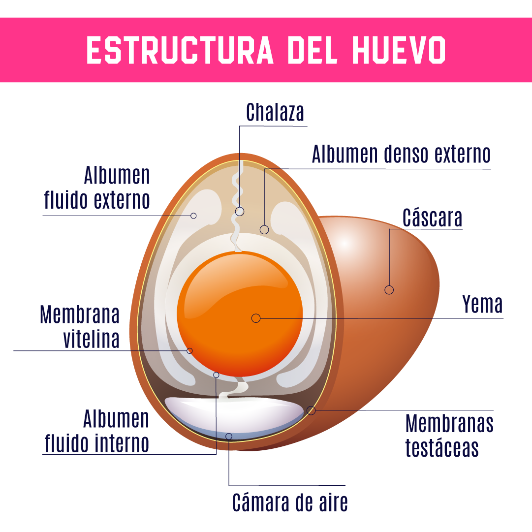 estructura del huevo infografía