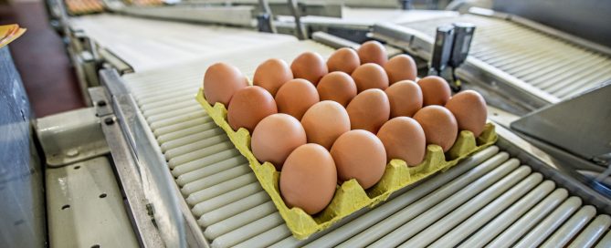 selección, clasificación, marcado y etiquetado del huevo fresco en la Unión Europea