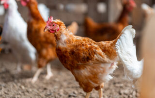 Modelo Europeo de Producción de huevos, un escudo frente a la influenza aviar