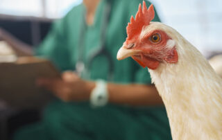 Modelo Europeo de Producción de huevos, un escudo frente a la influenza aviar
