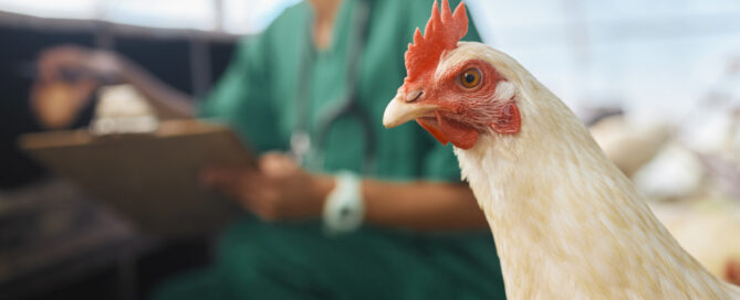 Modelo Europeo de Producción de huevos, un escudo frente a la influenza aviar